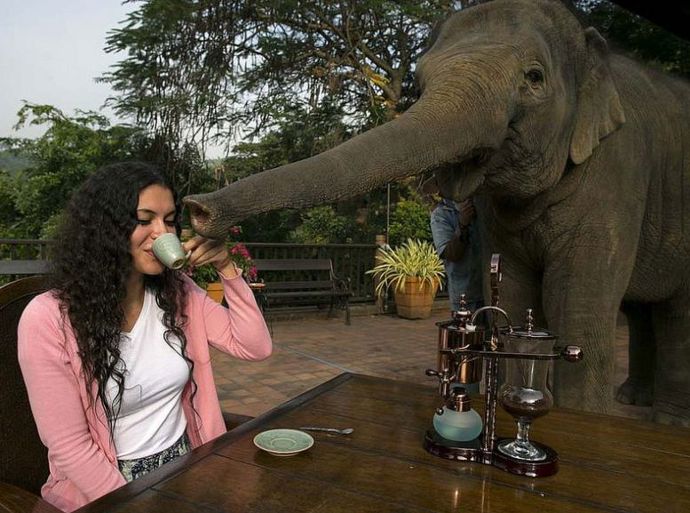 Slon vám pomůže i s přidržením šálku.