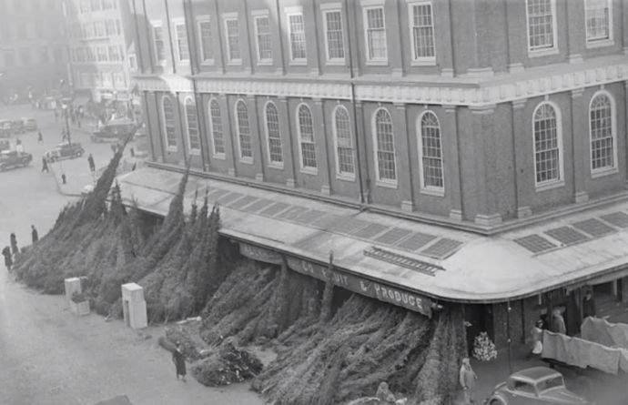 Stromek obstarával muž.