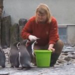 Setkání u tučňáků je v 11 hodin.