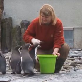 Setkání u tučňáků je v 11 hodin.