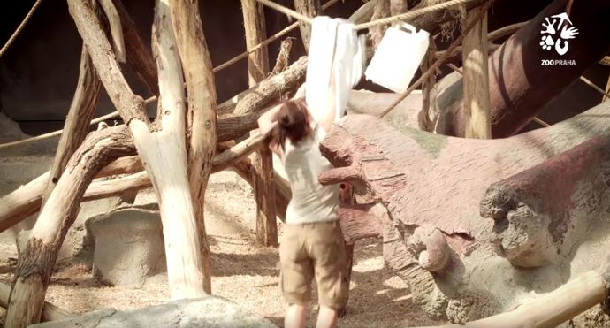 Orangutanům udělá radost kus starého prostěradla.