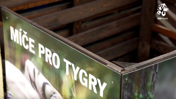 Tygři zase budou nadšení ze starého fotbalového míče.