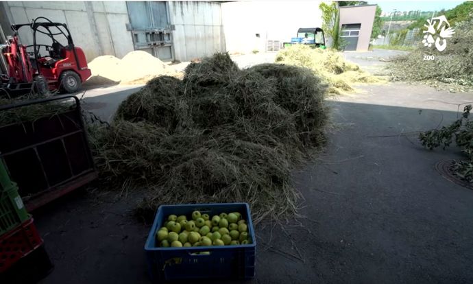 Lidé vozí jablka ze svých sadů do zoo zadarmo i přes rok.