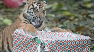 Zvířátka si Štědrý den také užijí.