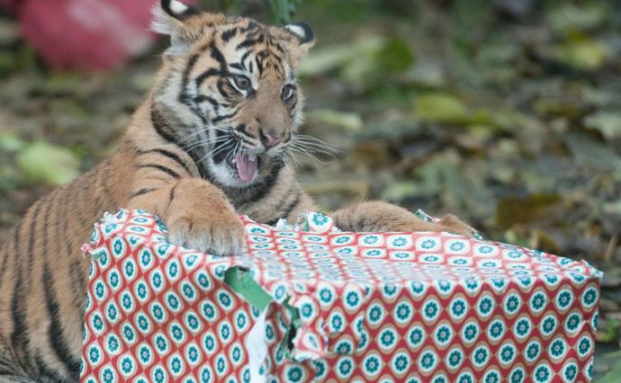 Zvířátka si Štědrý den také užijí.