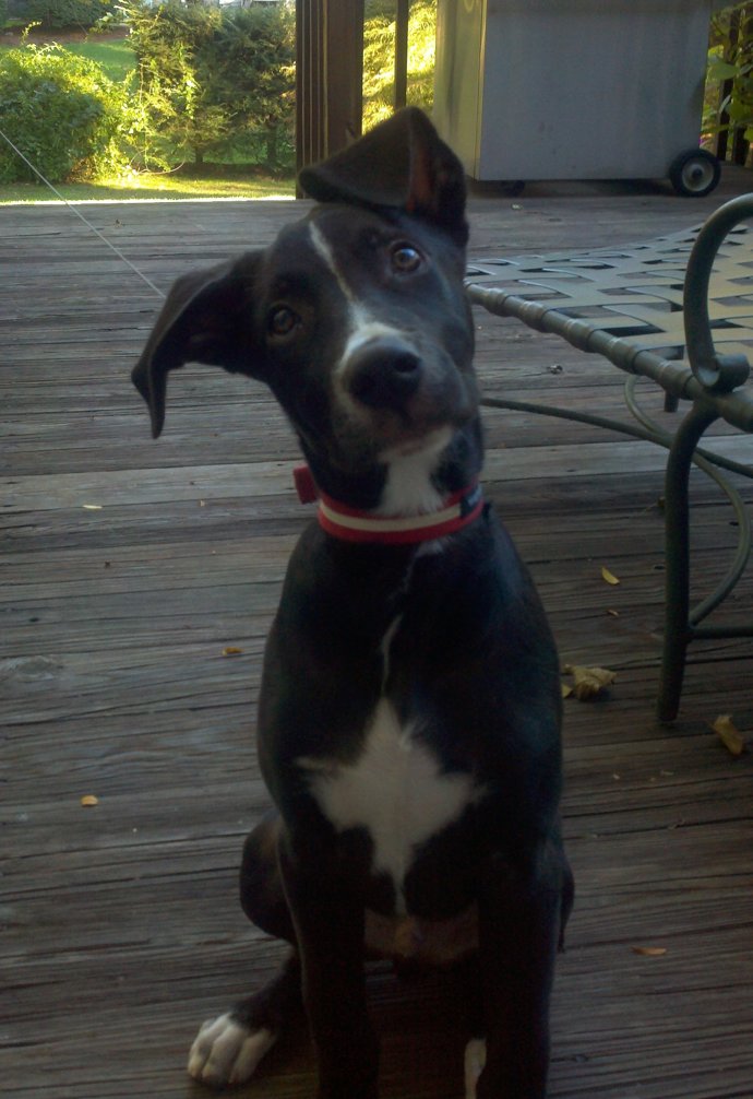 Nechali byste tohle roztomilé stvoření doma, nebo v psím hotelu?