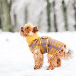 Malá plemena by rozhodně měla mít oblečení.