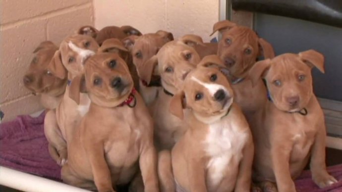 S takovouhle smečkou si ale raději dovolenou rozmyslete.