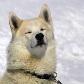 Některá psí plemena hory přímo milují.