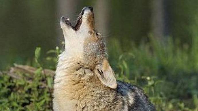 Vlkodlačí dieta se řídí fázemi měsíce