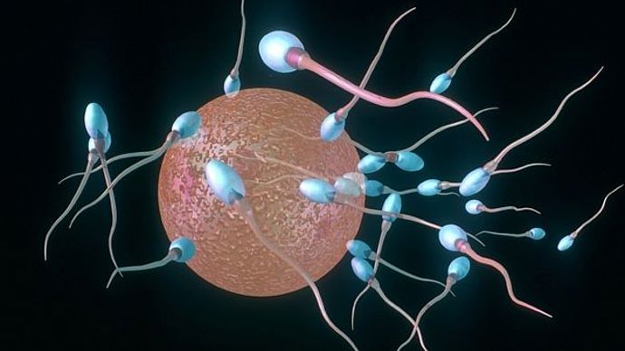 Oslabený organismus otěhotní snáze