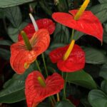 Toulitka Andréova (Anthurium andraeanum).