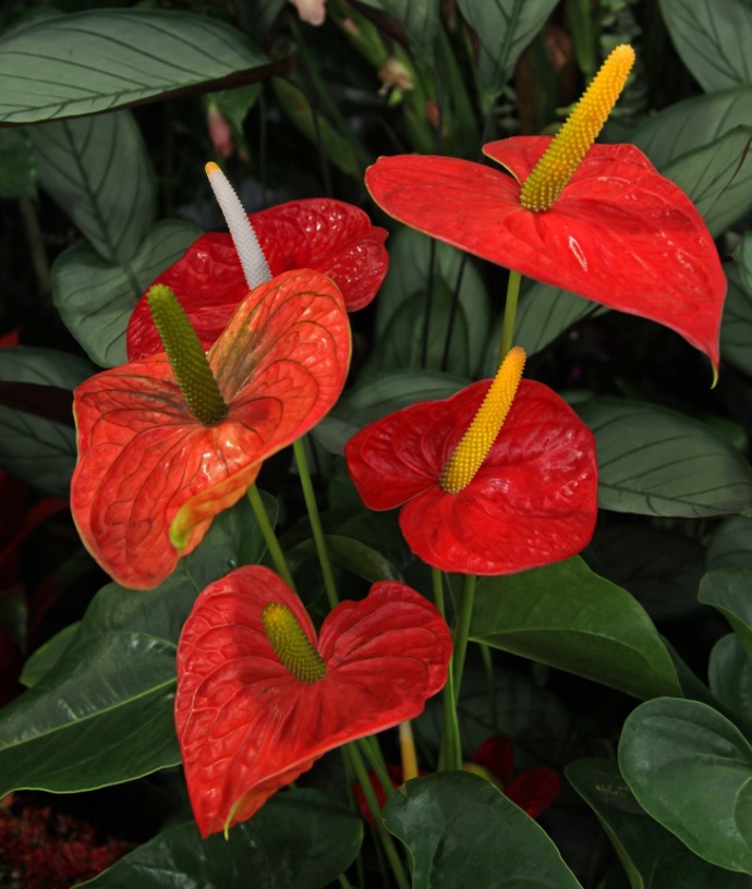 Toulitka Andréova (Anthurium andraeanum).