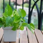 Šplhavník (Scindapsus).