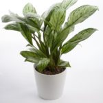 Aglaonema.