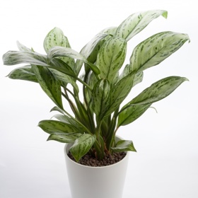 Aglaonema.