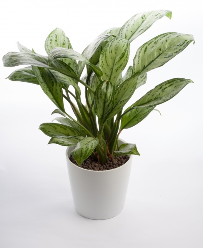 Aglaonema.