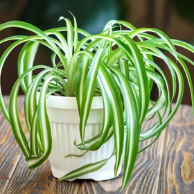 Zelenec (Chlorophytum).