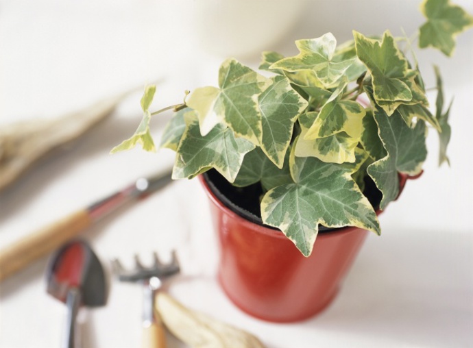 Břečťan (Hedera).