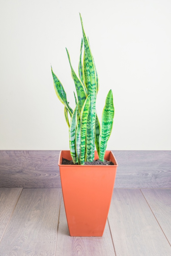 Tchýnin jazyk (Sansevieria).