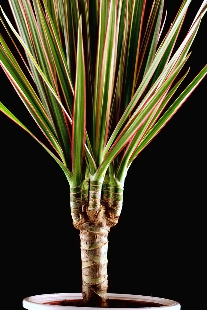 Dračinec (Dracaena marginata).
