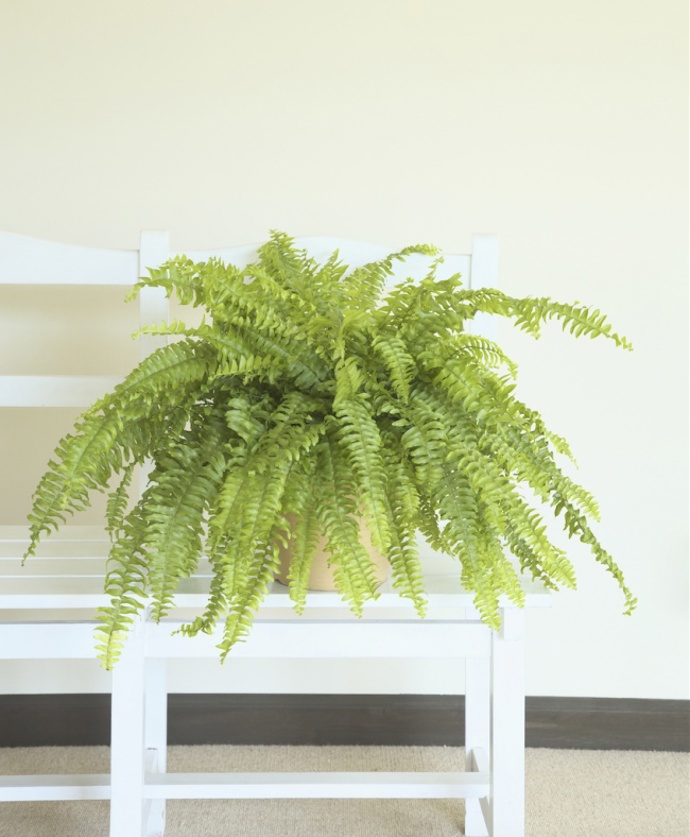 Ledviník (Nephrolepis).