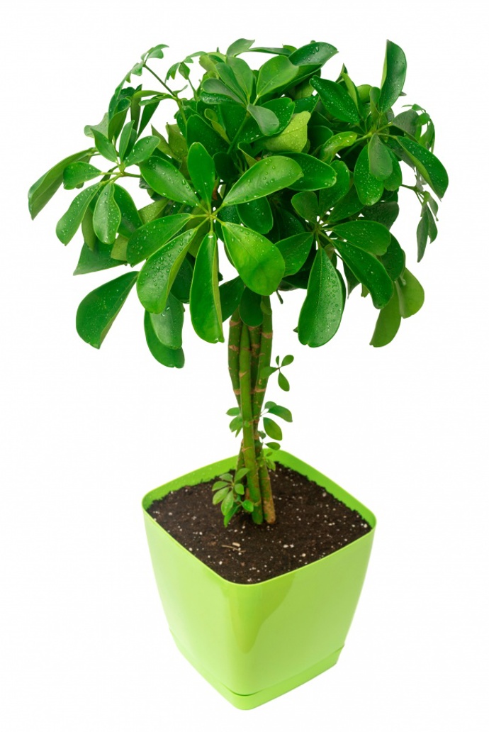 Šeflera (Schefflera).