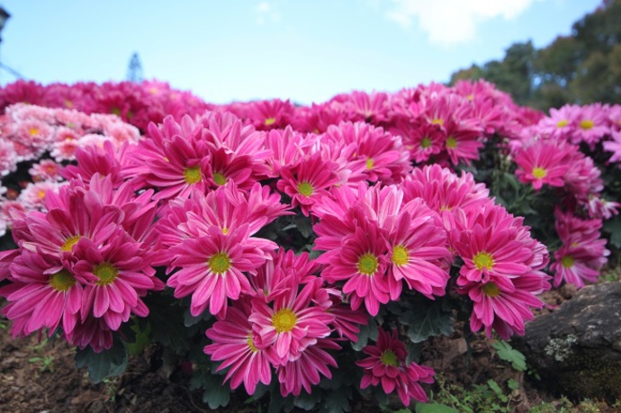 Chryzantéma (Chrysanthemum).