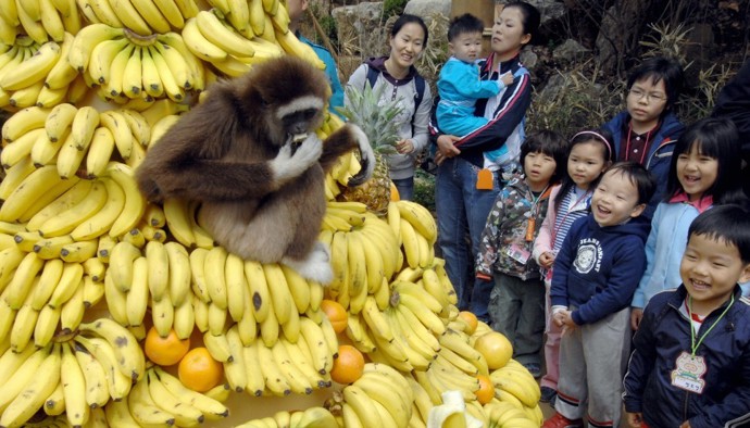 Everland (Jižní Korea).