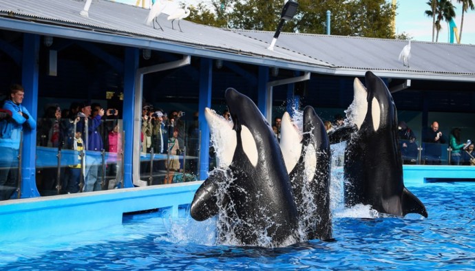 SeaWorld Florida (Spojené státy americké).