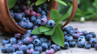 Je libo porci antioxidantů?