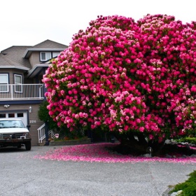 1. Rododendron v Kanadě. Tento rododendron se do tohoto výběru dostal těsně – mnohem spíš totiž splňuje charakteristiky keře. Je více než 125 let starý.