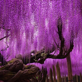 2. Vistárie v Japonsku. Tento magický strom roste už 144. rokem a je největším svého druhu v Japonsku. Zaujímá plochu 1 990 metrů čtverečních.