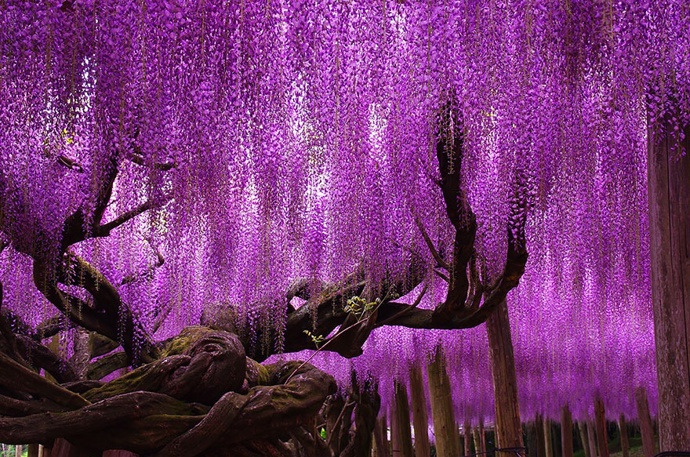 2. Vistárie v Japonsku. Tento magický strom roste už 144. rokem a je největším svého druhu v Japonsku. Zaujímá plochu 1 990 metrů čtverečních.