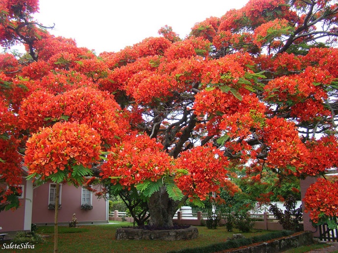 8. Tento nápadný strom je chloubou Brazílie, přestože pochází z Madagaskaru.