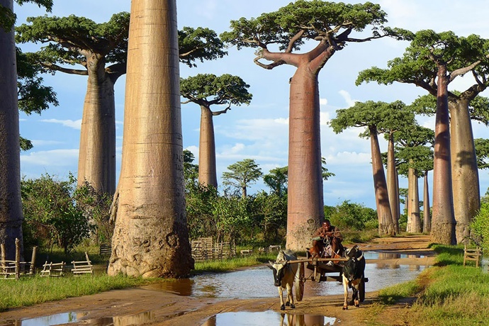 15. Baobaby na Madagaskaru.