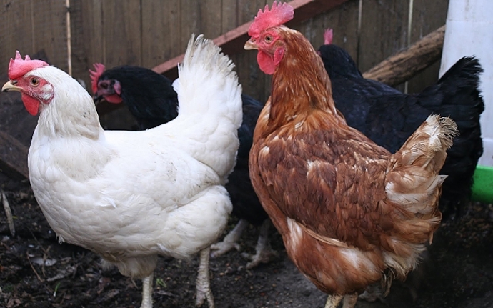 Hnědé slepice jsou otesánci, bílé chutě drží na uzdě.