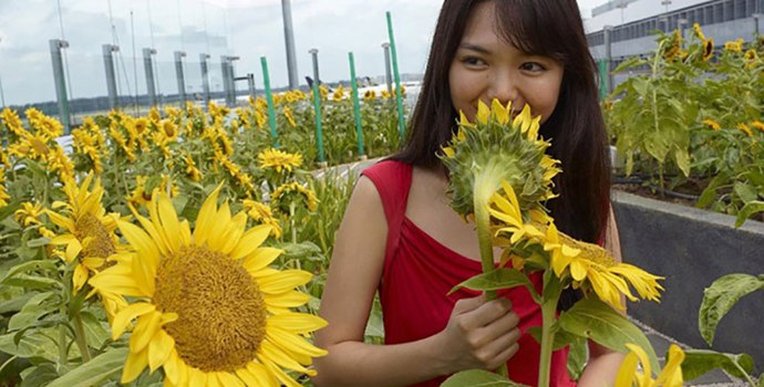 Letiště Singapur-Changi – pokud patříte k milovníkům zahrad, tady si přijdete na své. Je jich tu hned několik (slunečnicová, tropická a tak dále).