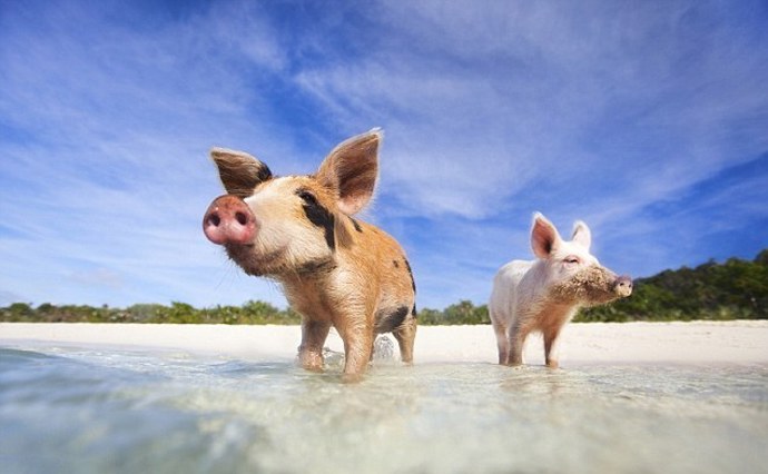 Zaplavte si s divokými prasaty na Bahamách.