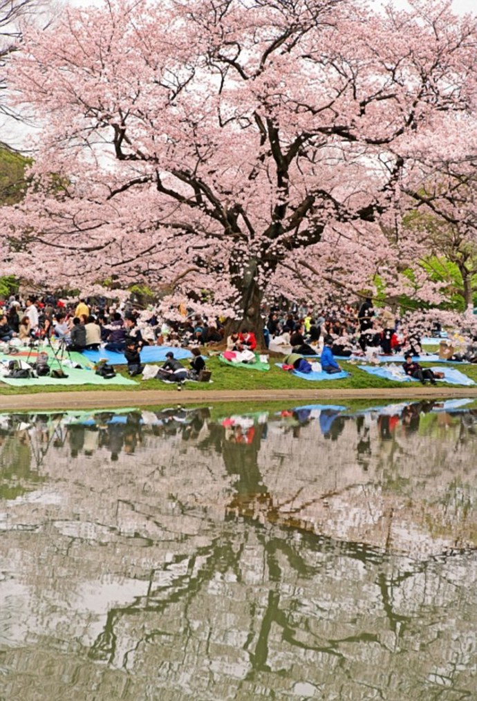 Udělejte si piknik v tokijském parku Yoyogi. Během slunečných víkendů je zde opravdu živo.