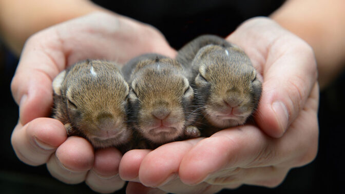 Králíci staří 10 dní.