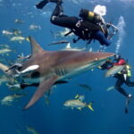 Snímek Dobrodružství oceánů: Carcharias – Velký bílý měl premiéru v roce 2001 na NBC.