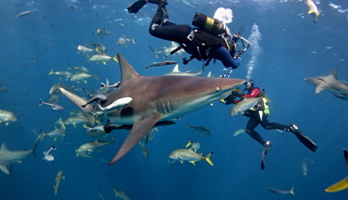 Snímek Dobrodružství oceánů: Carcharias – Velký bílý měl premiéru v roce 2001 na NBC.