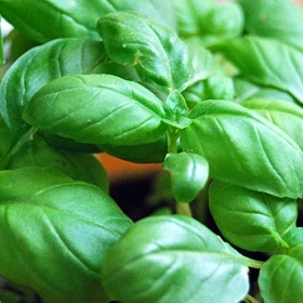 Vytvořte pro vaši bazalku skleník pomocí jediné věci.