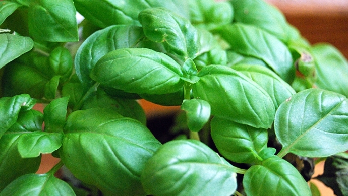 Vytvořte pro vaši bazalku skleník pomocí jediné věci.