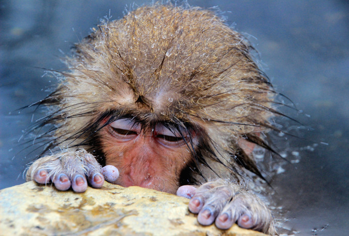 Finalisté: Michael Haikal - prochladlý makak, Japonsko.