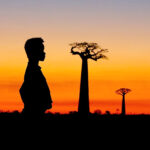 Snímek Baobaby mezi souší a mořem zachycuje problematiku odlesňování, které ztěžují baobaby.