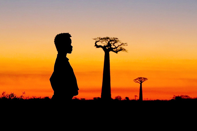 Snímek Baobaby mezi souší a mořem zachycuje problematiku odlesňování, které ztěžují baobaby.