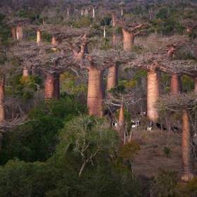 Baobaby patří mezi nejpozoruhodnější stromy naší planety, a to nejen svou velikostí a originálním tvarem.   Na Madagaskar se za nimi vypraví Cyrille Cornu a Wilfred Ramahafaly, aby probádali 400 kilometrů divokého a izolovaného pobřeží na jihovýchodě země.