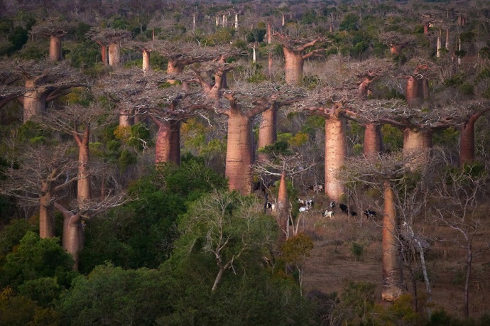 Baobaby patří mezi nejpozoruhodnější stromy naší planety, a to nejen svou velikostí a originálním tvarem.   Na Madagaskar se za nimi vypraví Cyrille Cornu a Wilfred Ramahafaly, aby probádali 400 kilometrů divokého a izolovaného pobřeží na jihovýchodě země.